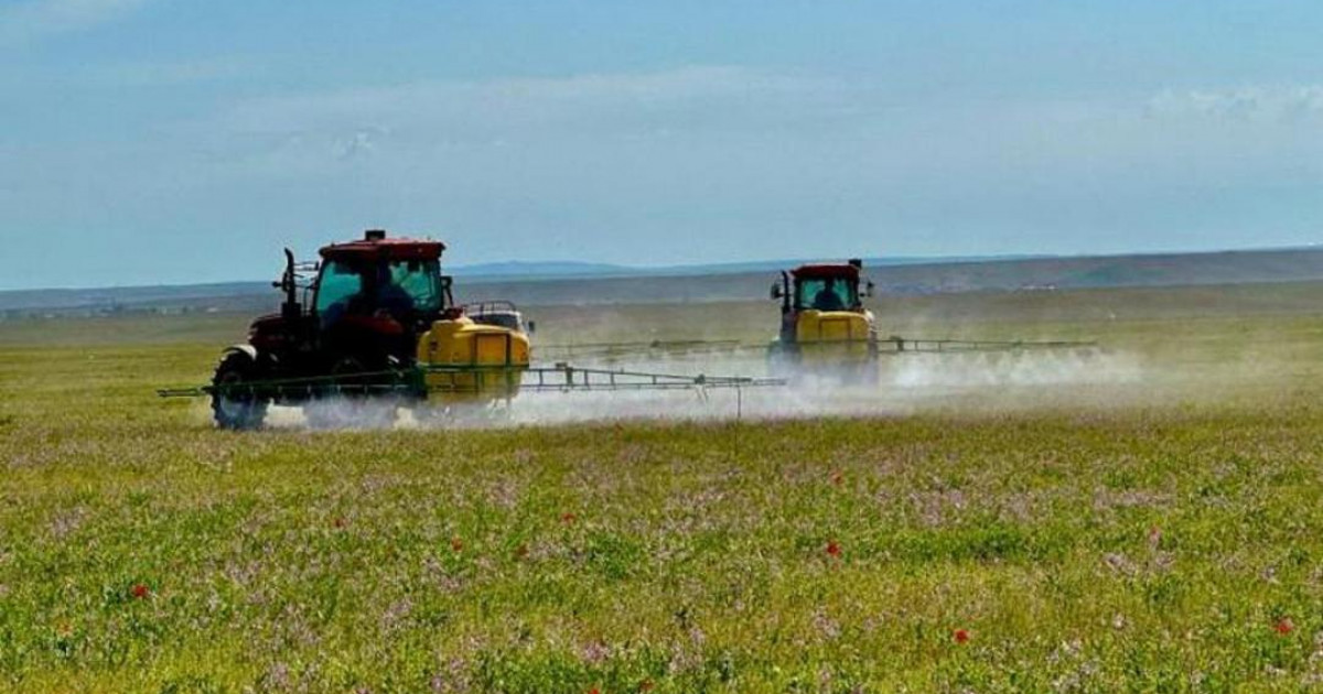 Қазақстанда 1,8 миллион гектар ауыл шаруашылығы алқабы шегіртке зиянкестеріне қарсы өңделді