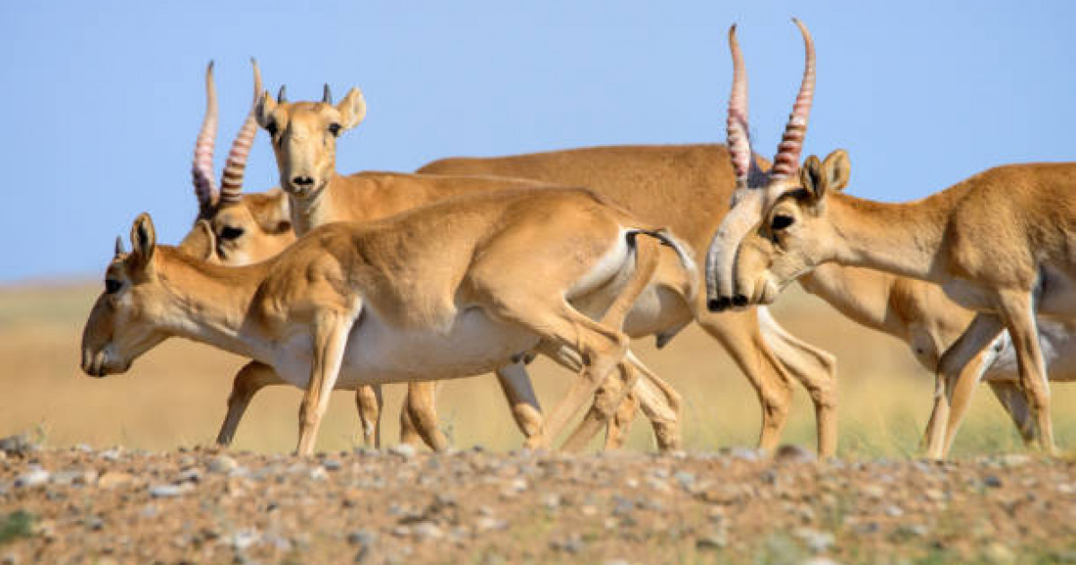 Қазақстаннан алып барған киік Қытайға жерсіне ме?