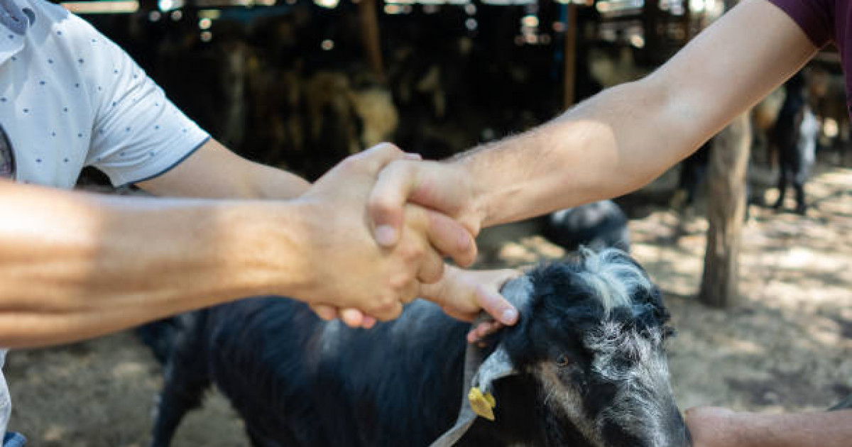 Құрбан айт: құрбандыққа шалатын малдың бағасы қанша?