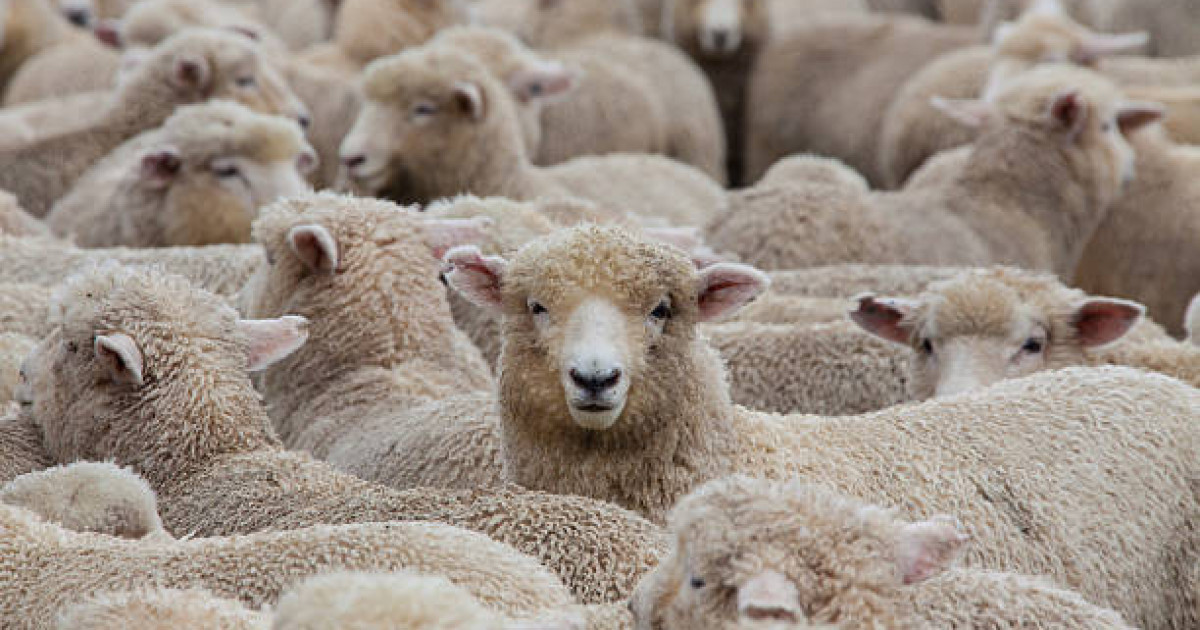 Құрбанды онлайн шалуға бола  ма?