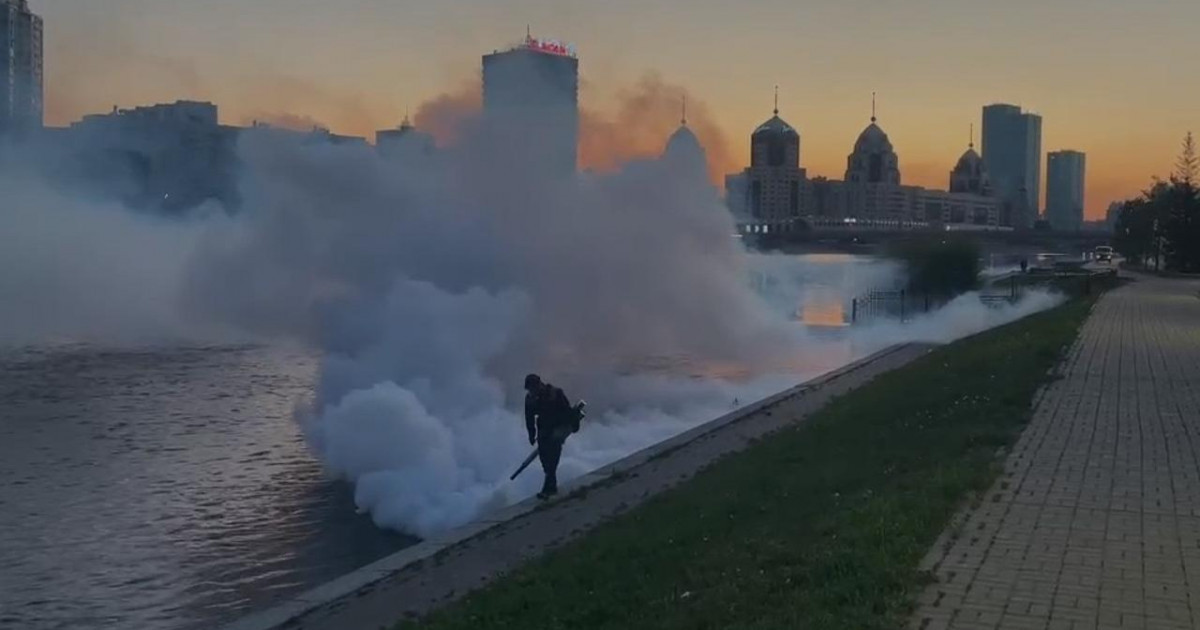 Маса мен шыбын-шіркейге қарсы күрес: Дезинсекция кезіндегі қауіпсіздік шаралары