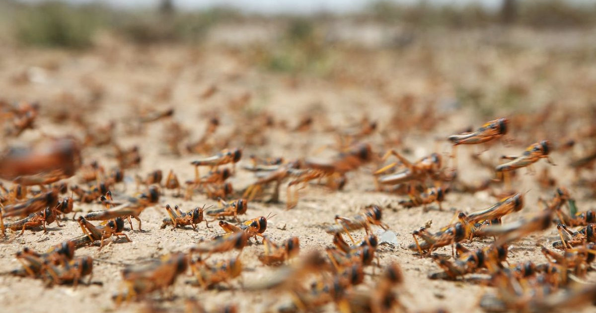 Шегірткемен күрес: егіс алқабының 90% химиялық өңдеуден өтті