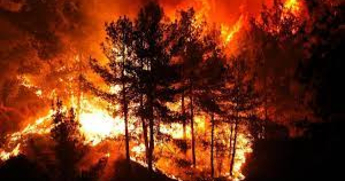 Түркияда орман өртеніп жатыр