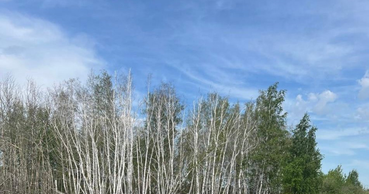 Жалаңаш аққайыңдар