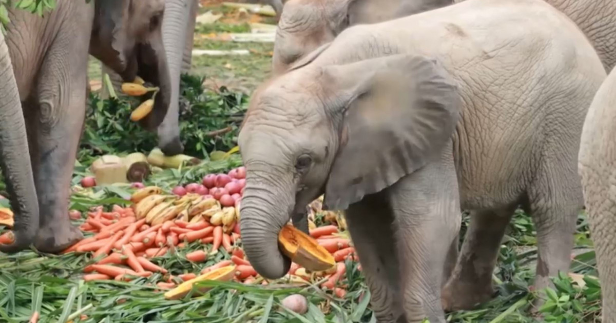 Зимбабведе пілдерден қорғануға жаңа технологиялар көмектеседі