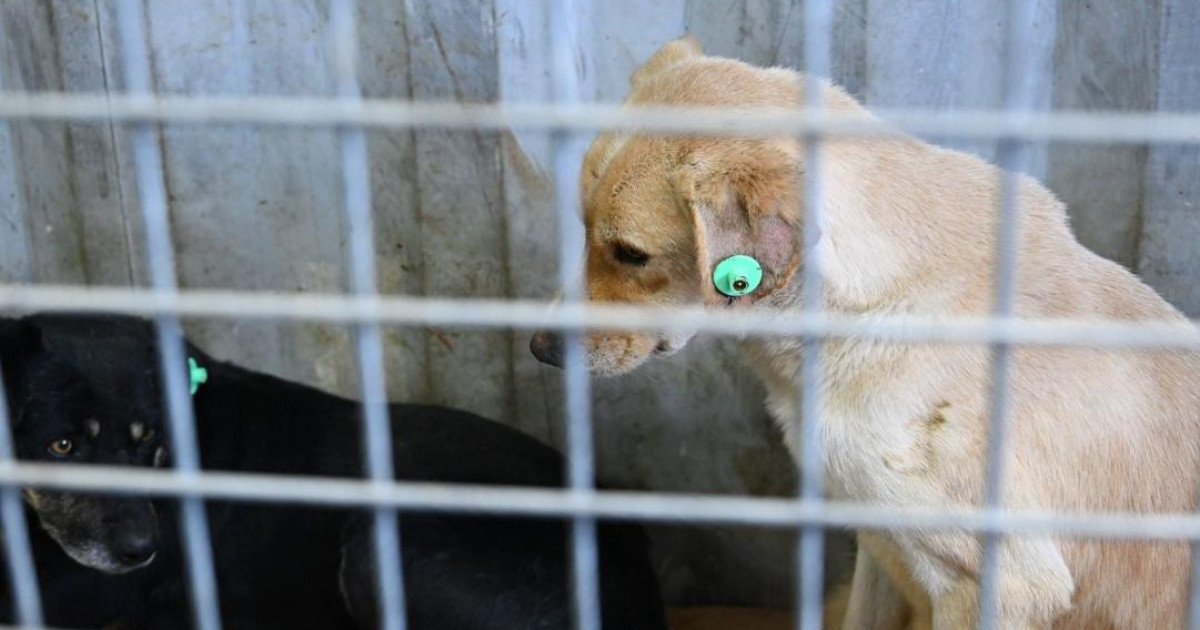 Алматыда үй жануарларын тегін чиптеу бағдарламасы басталды