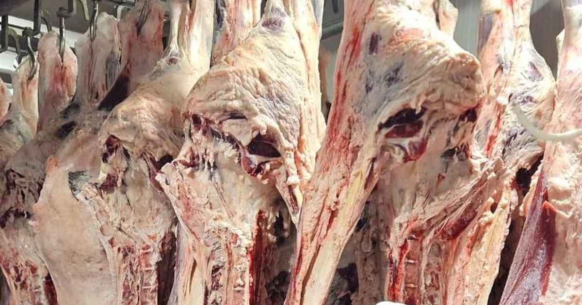 Киік еті бақылаудан өтіп, сараптама барлық кезеңде жүргізіледі