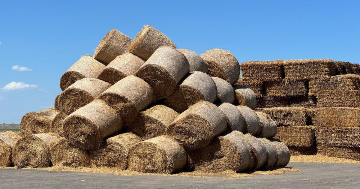 Елімізде 11,4 миллион тонна мал азығы дайындалды