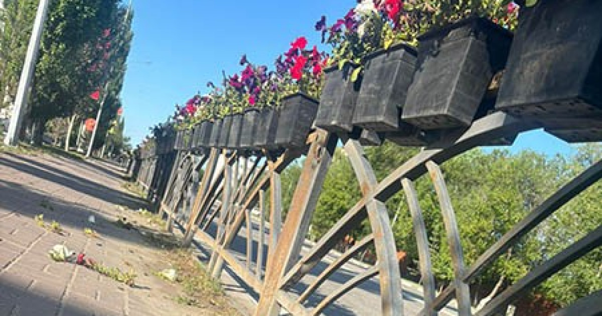 Қостанайлық жігіт көшедегі гүлді жұлғаны үшін жауапқа тартылды