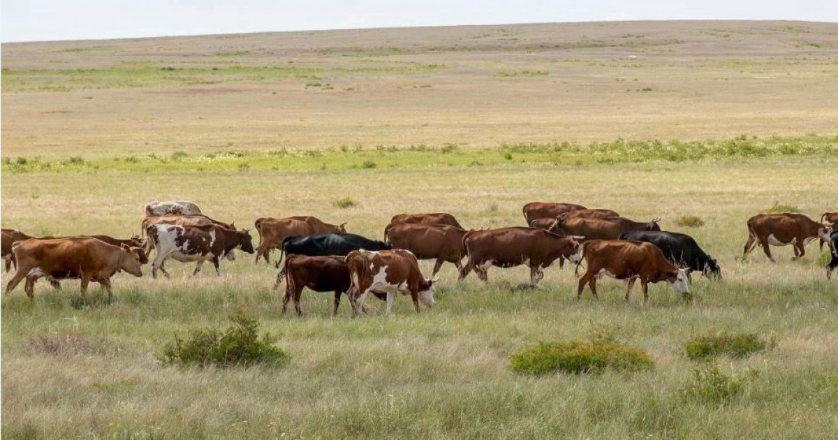 «Жер аманаты» жеңісі