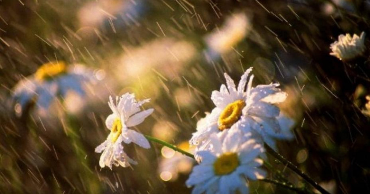 Қазақстанның басым бөлігінде жаңбыр жауады