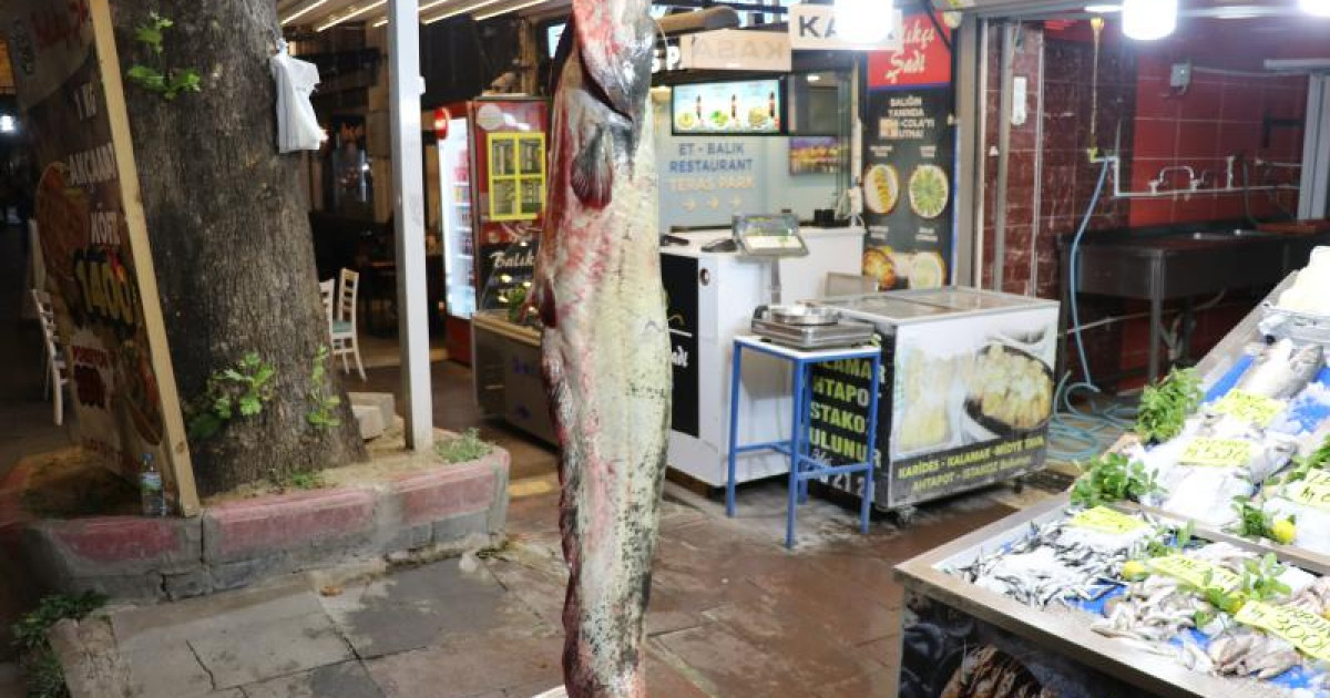 Достар 78 келі болатын жайын балығын аулады