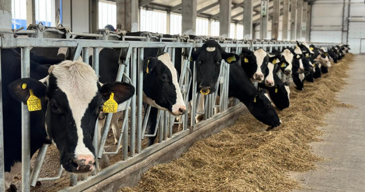 Ет неге қымбаттады?