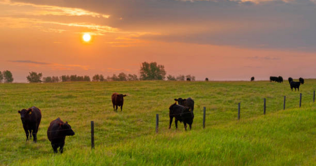 Қазақстан шетелге қанша тонна ет экспорттайды?