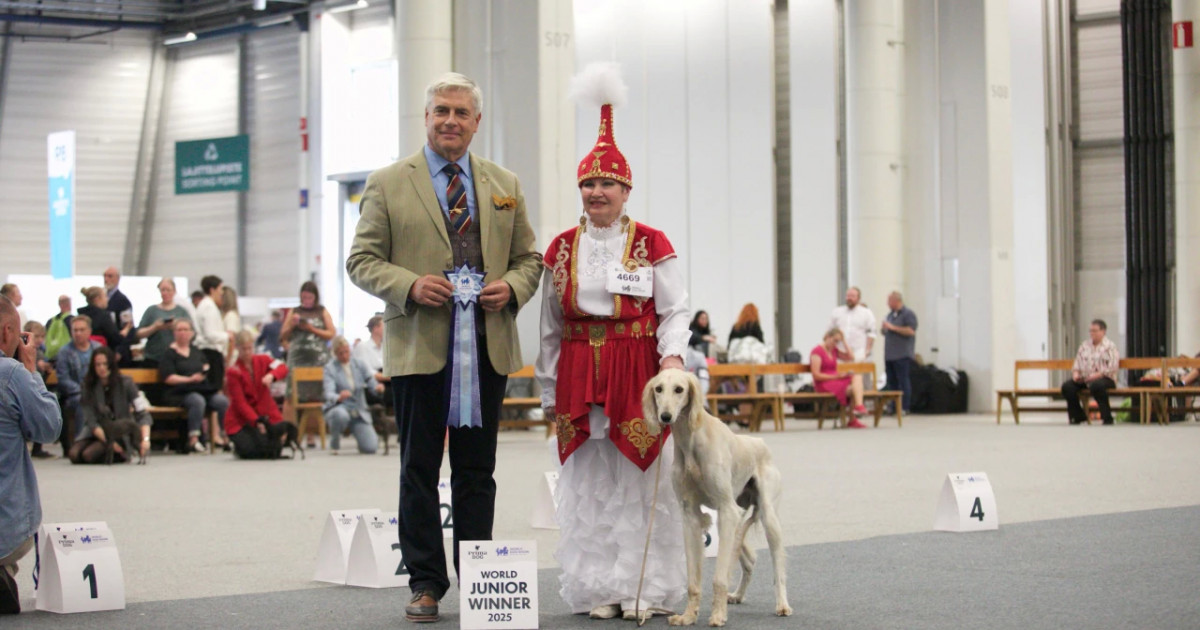 Қазақ тазылары Дүниежүзілік иттер көрмесінде ресми түрде алғаш рет әлемге таныстырылды