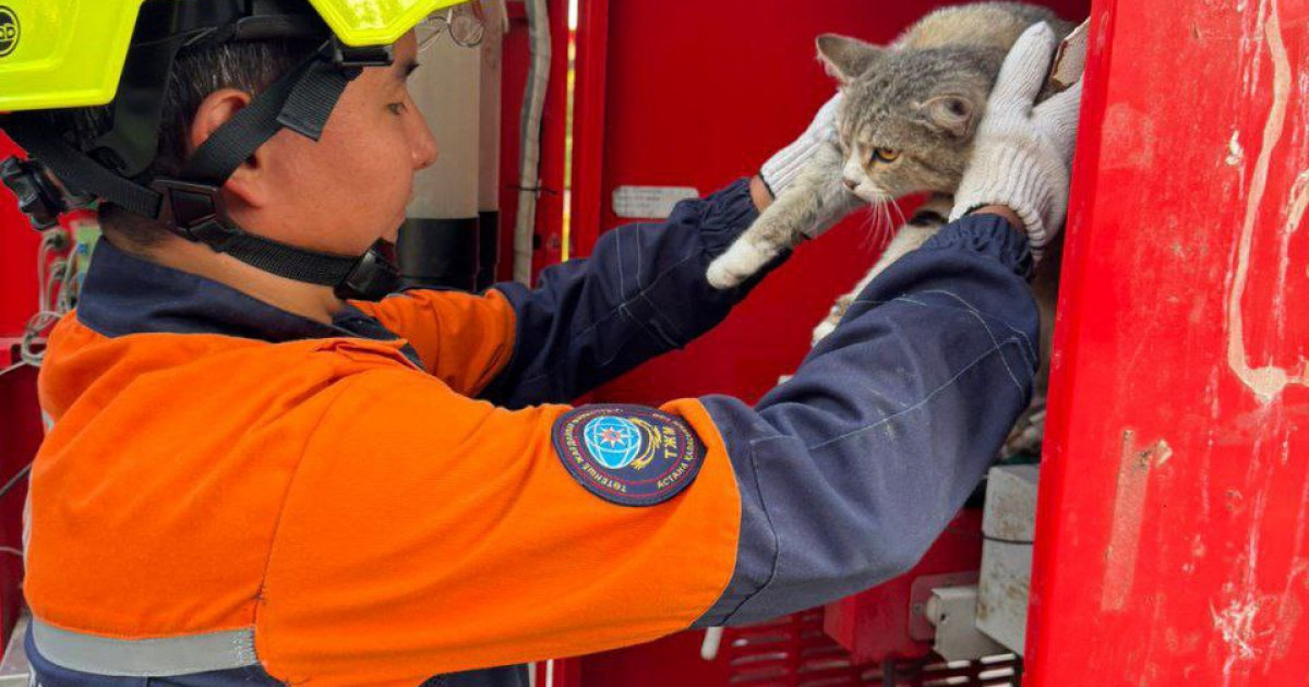 Мысық су машинасынан шөл басқан