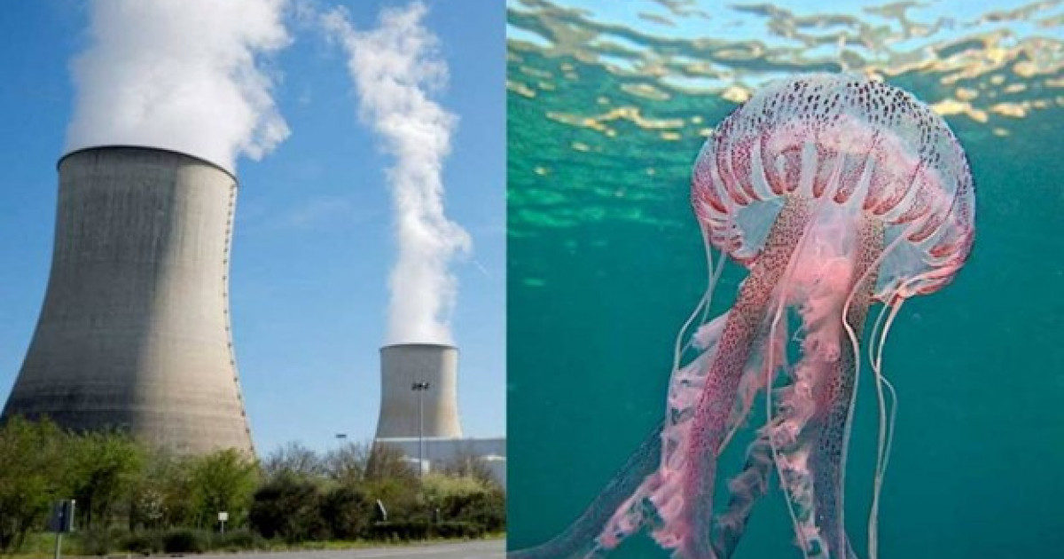 АЭС-тегі апатты жағдай: медузалар ірі атом стансасының сүзгілерін бітеп тастаған