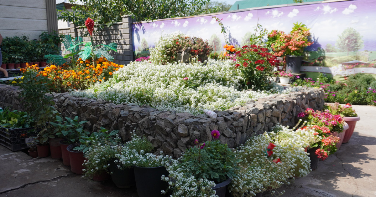 «Ауыл аманаты» жобасы: Алматы облысында гүл шаруашылығы дамып келеді