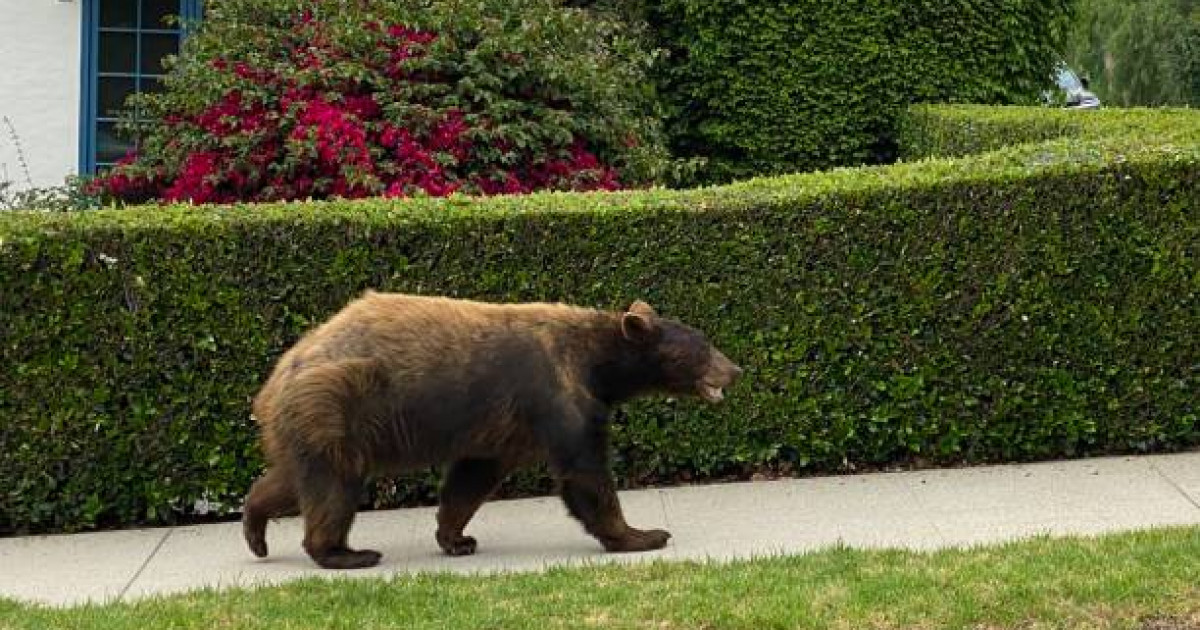 Риддер қаласының көшелерінде аюлар жүр