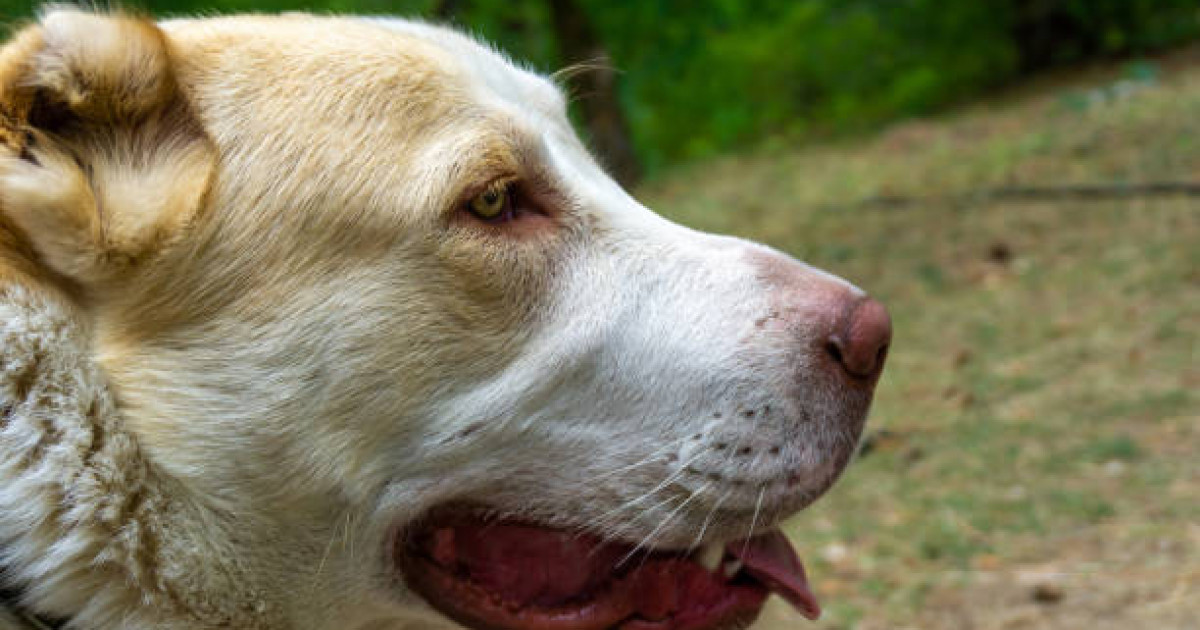 Шымкентте алабай иттің кесірінен жолаушылар рейске кешіккен