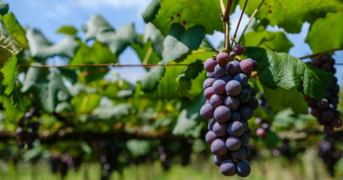 «Жүйке жүйесін тыныштандырады»: жүзімнің денсаулыққа пайдасы көп