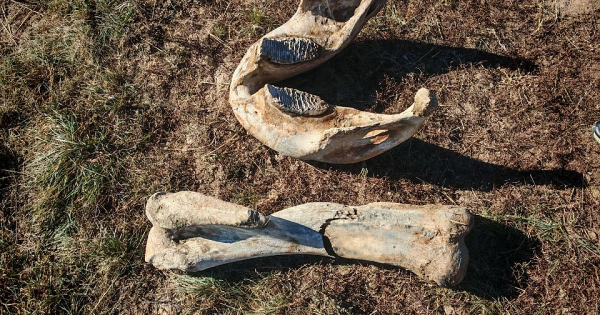 15 мың жыл бұрын өмір сүрген: Ақмола облысында мамонт сүйектері табылды