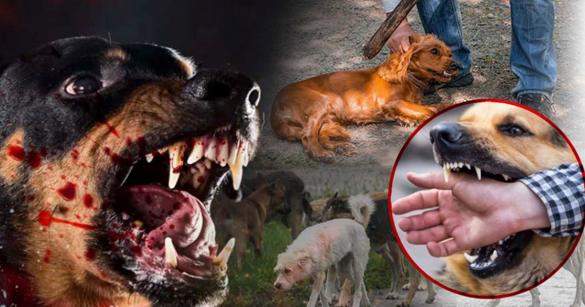 Қаңғыбас итке «құрық» болмай ма?