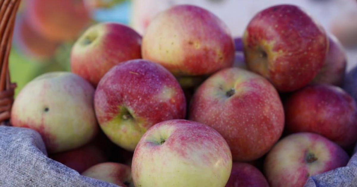 Қазақстанда 29 мың гектарға жуық алма бағы бар