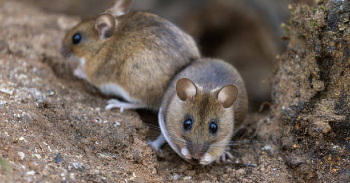 Атырау облысында тышқандар қаптап, мектептер онлайн форматқа ауысты