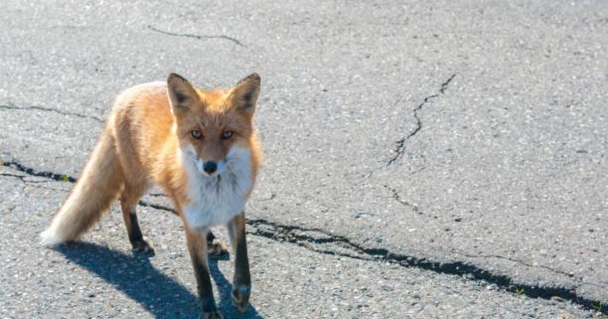 Бейнеуде түлкі екі оқушыға шапқан