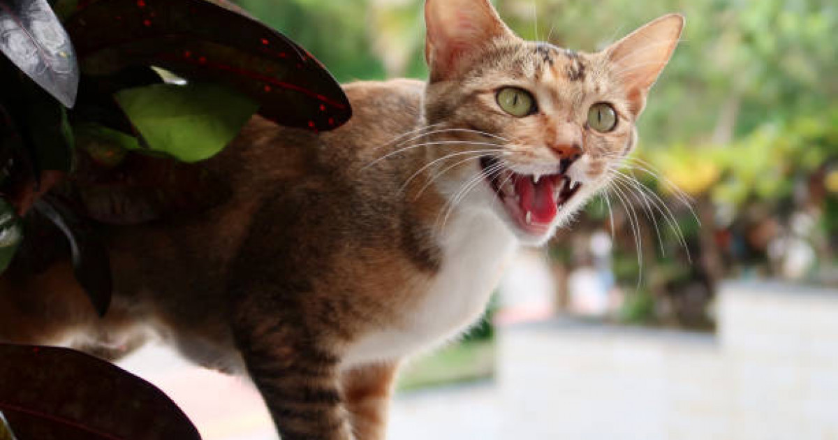 Маңғыстау облысында мысық тістеп алған ер адам қайтыс болды