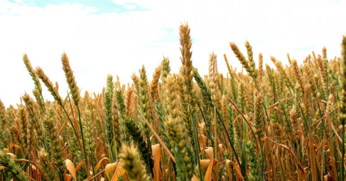 Шаруалардың егісі тарылса да, өнімі мол шықты