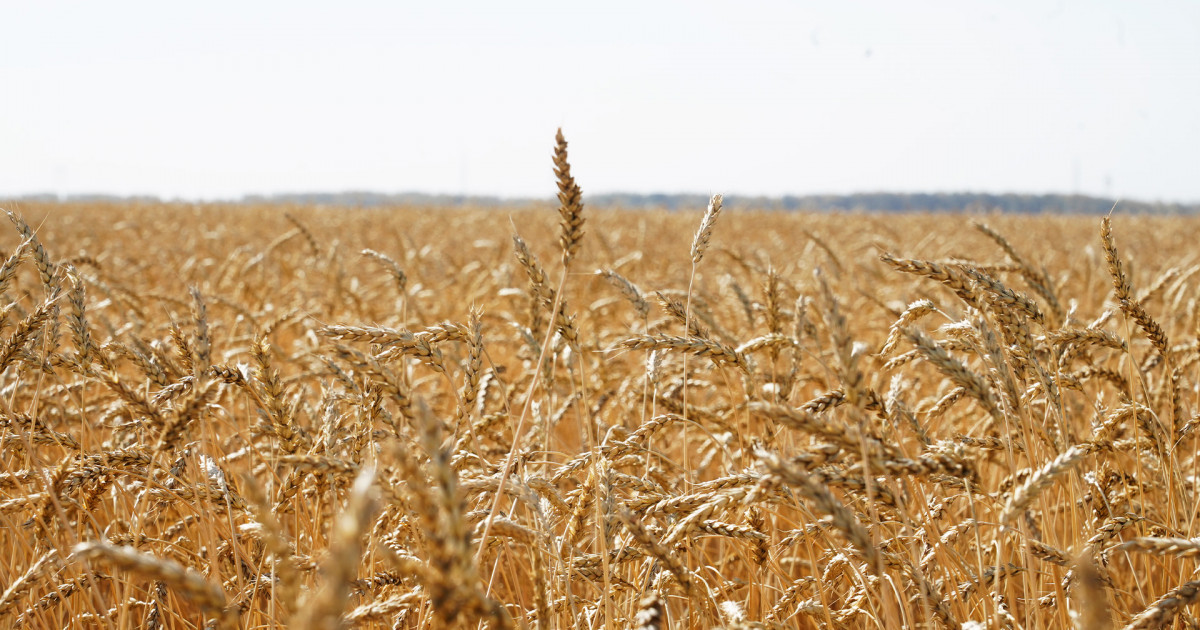 Ақмола облысы астық жинаудан көш басында келеді