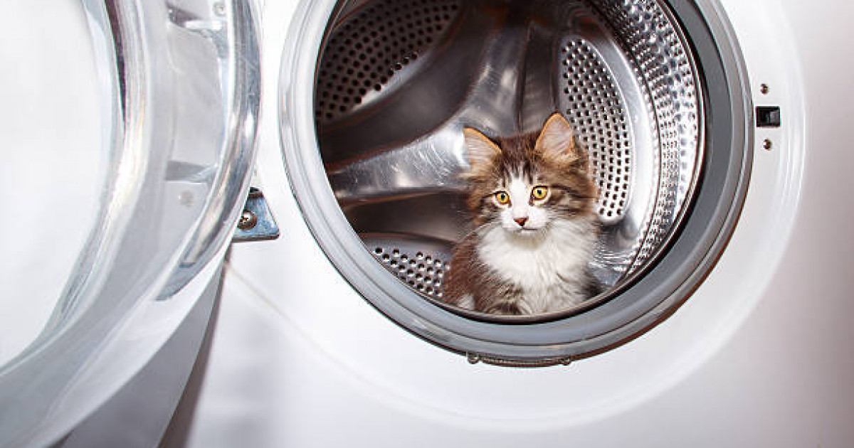 «Апта сайын осылай жуамын»: мысығын кір жуғыш машинаға салатын әйелдің әрекеті қызу талқыға түсті