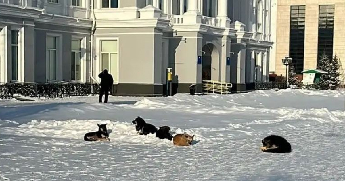 Қаңғыбас иттерге «қақпан» болмай тұр