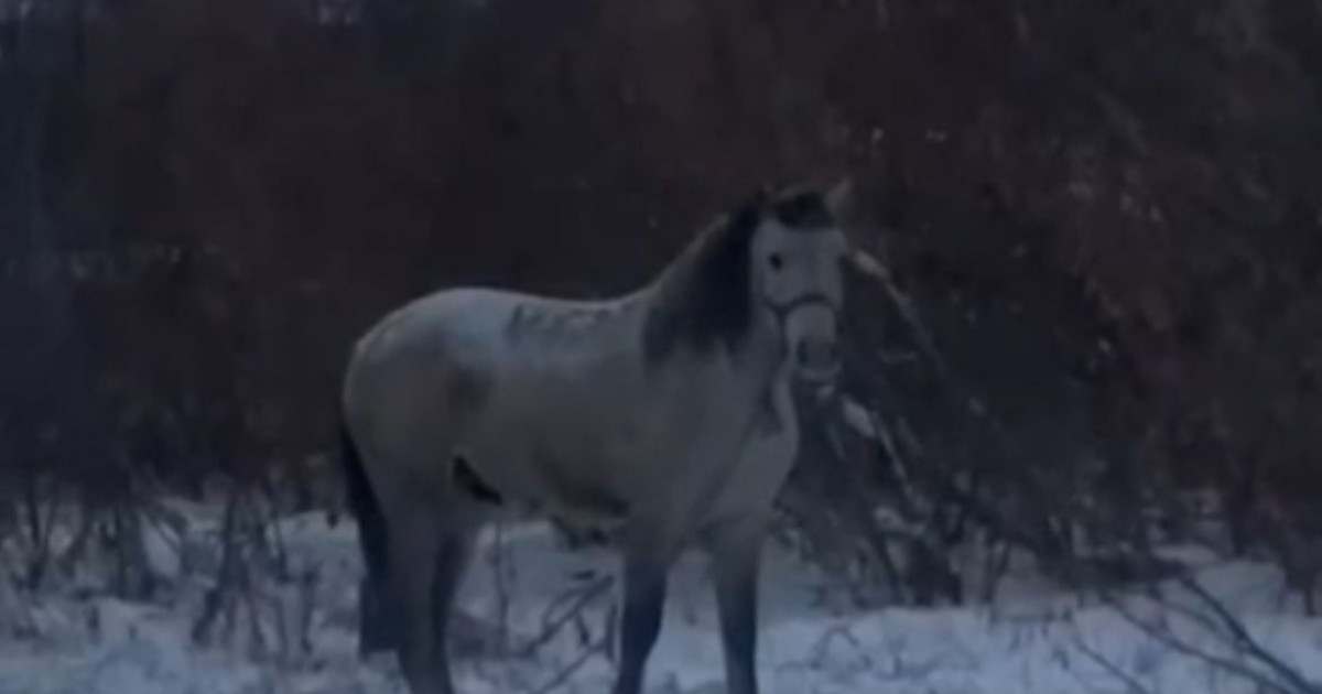 Қостанайда құны 2 миллион теңге болатын асылтұқымды жылқыны ұрлап кеткен