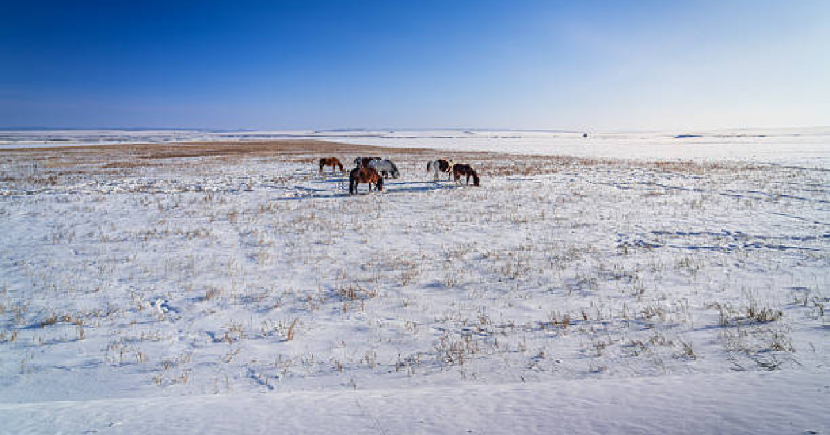 «Мал қарауға кеткен»: Қарағандыда егде жастағы ер адам жоғалып кетті