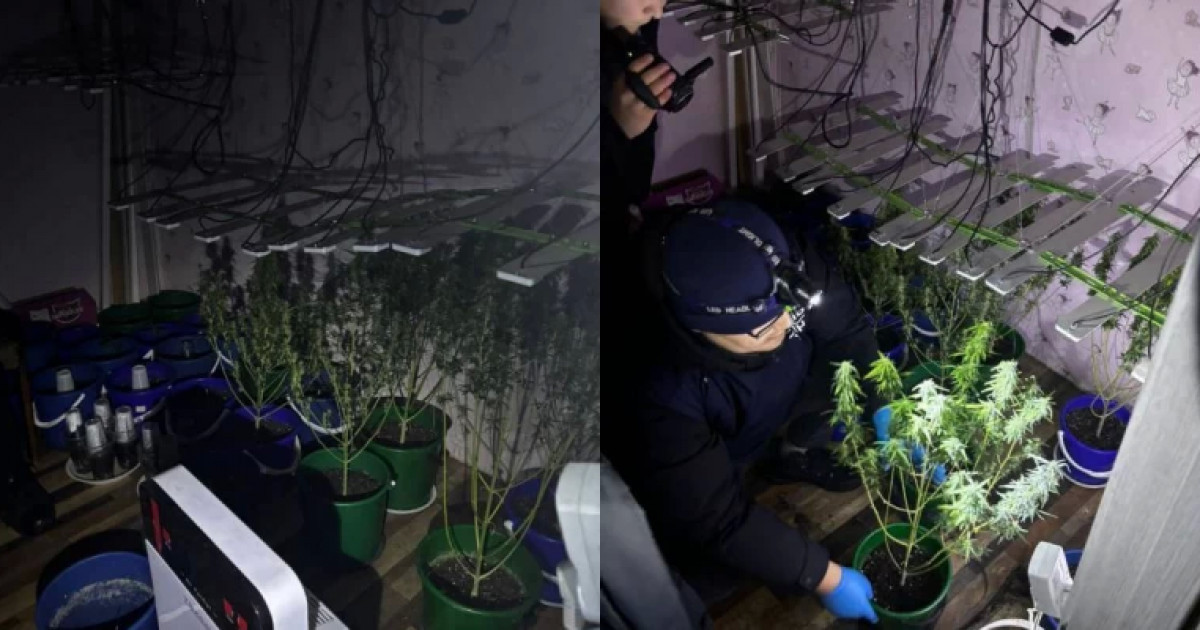 «Өсімдіктін тұқымын интернеттен сатып алған»: Оралда пәтердегі есірткі зертханасы жойылды