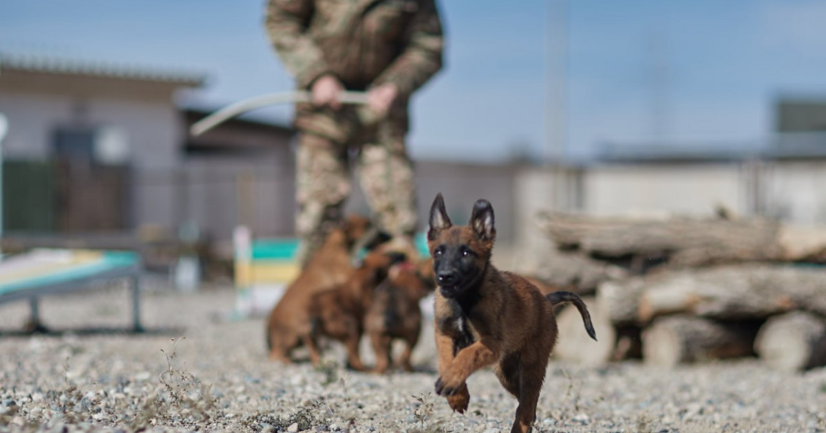 Ұлттық ұланда асылтұқымды қызметтік иттер көбейіп келеді