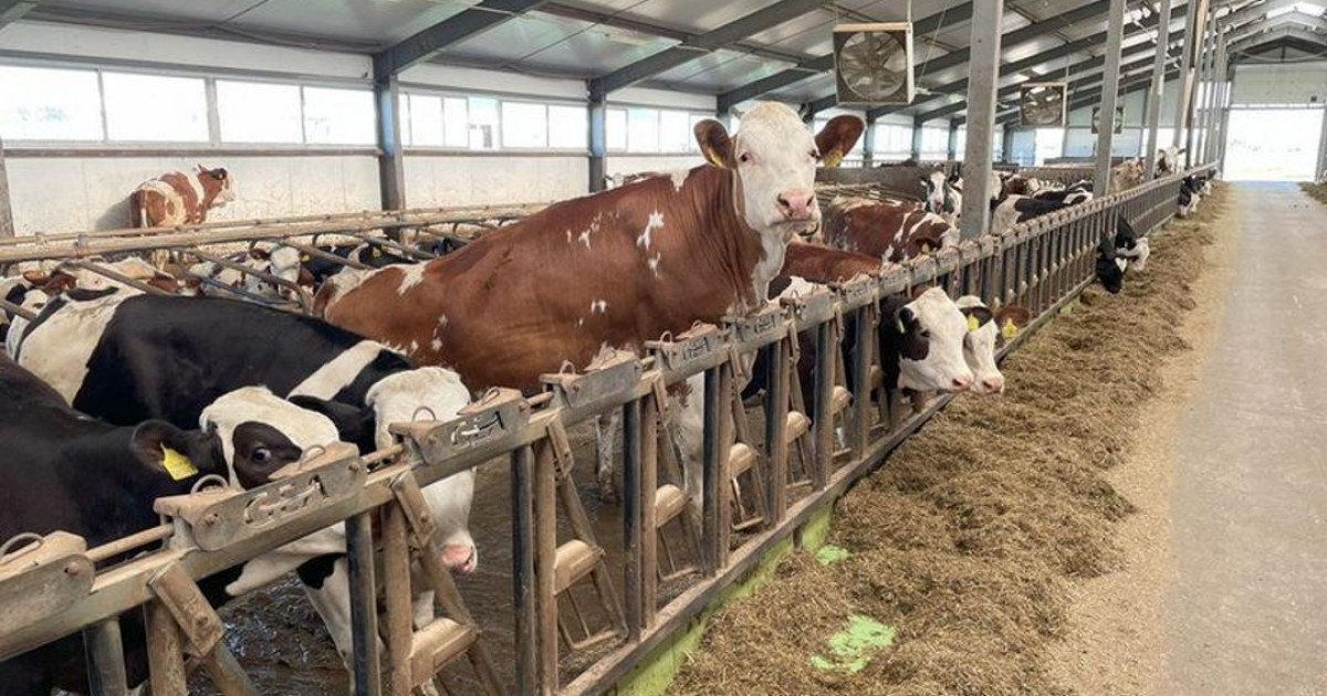 Алматы облысында 1 200 басқа арналған сүт-тауарлы фермасы салынады