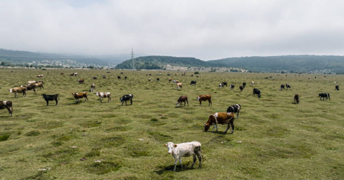 Дронның көмегімен мал ұрлығы ашылды