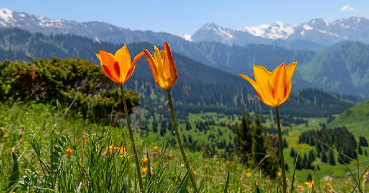 Almaty Superski: қоғамдық тыңдау қорытындыланды
