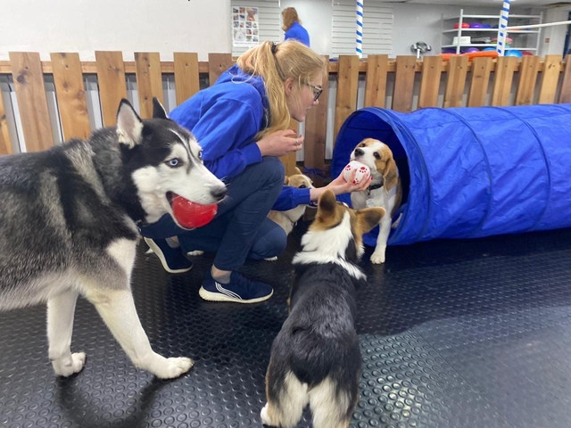 Ит стиліндегі қызба балапандарға арналған кеш