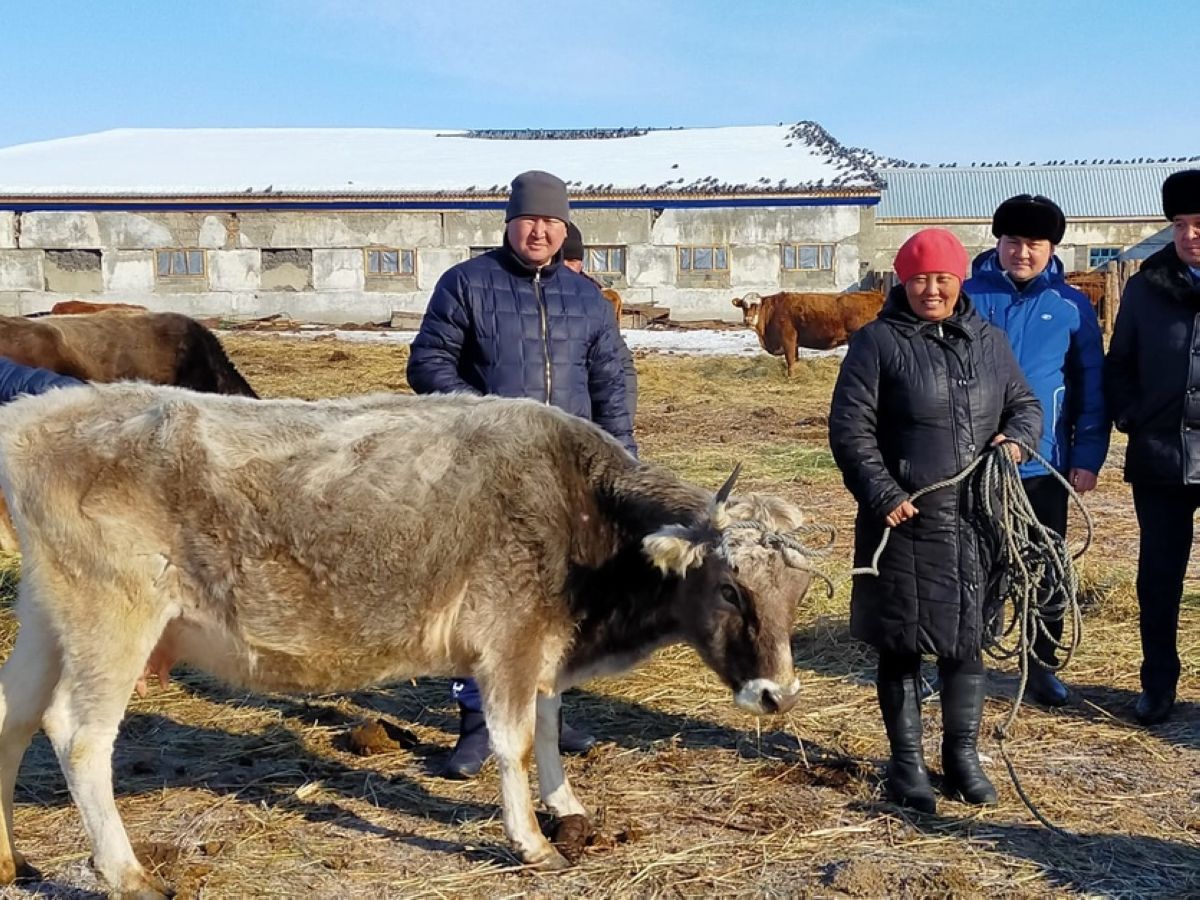 Көпбалалы отбасыларға  – сауын сиыр