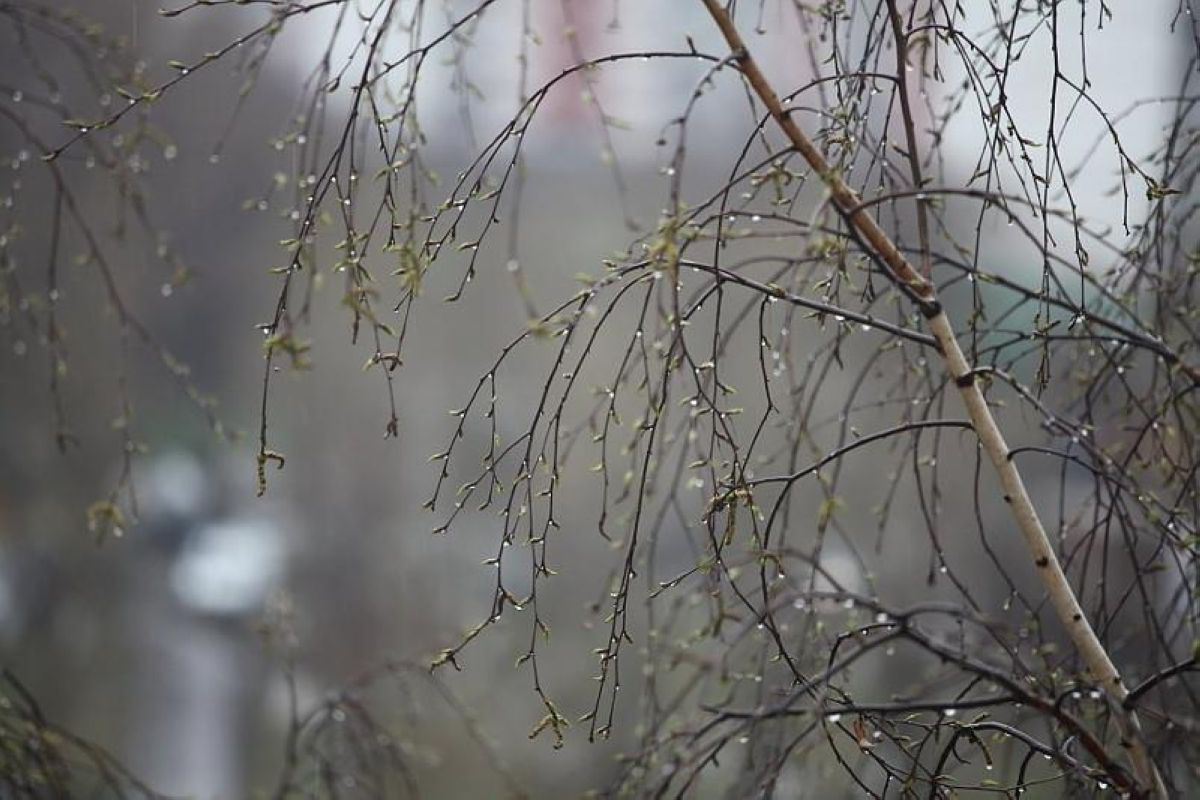 Қазақстанның орталық және солтүстік аймақтарында үсік жүреді