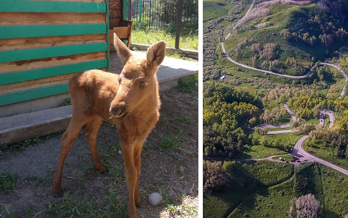 Көлік қаққан бұланның бұзауы сиырдың сүтімен өсіп келеді