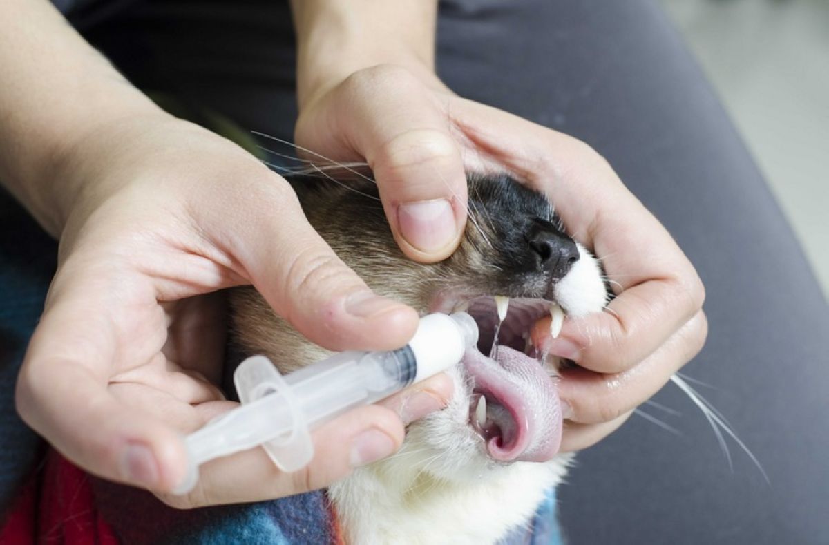 Мысыққа арналған дәрі-дәрмек COVID-19 жеңуі мүмкін