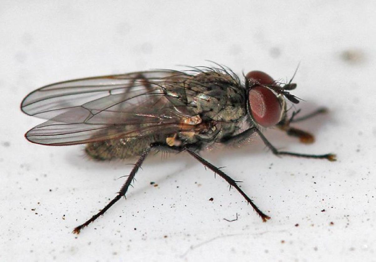 Муха zhirnaya. Вонючая муха. Осенняя жигалка муха. Осенняя жигалка муха. Вонючая муха.