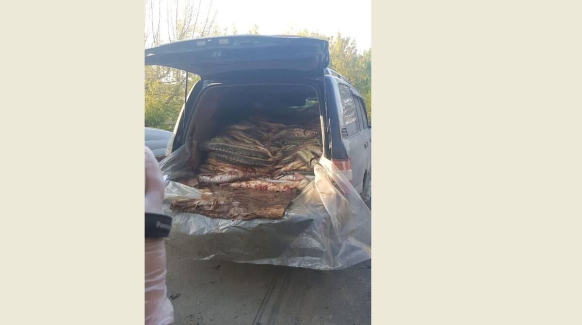 Полицейлер 1 тоннадан астам бекіре мен қара уылдырық тәркіледі