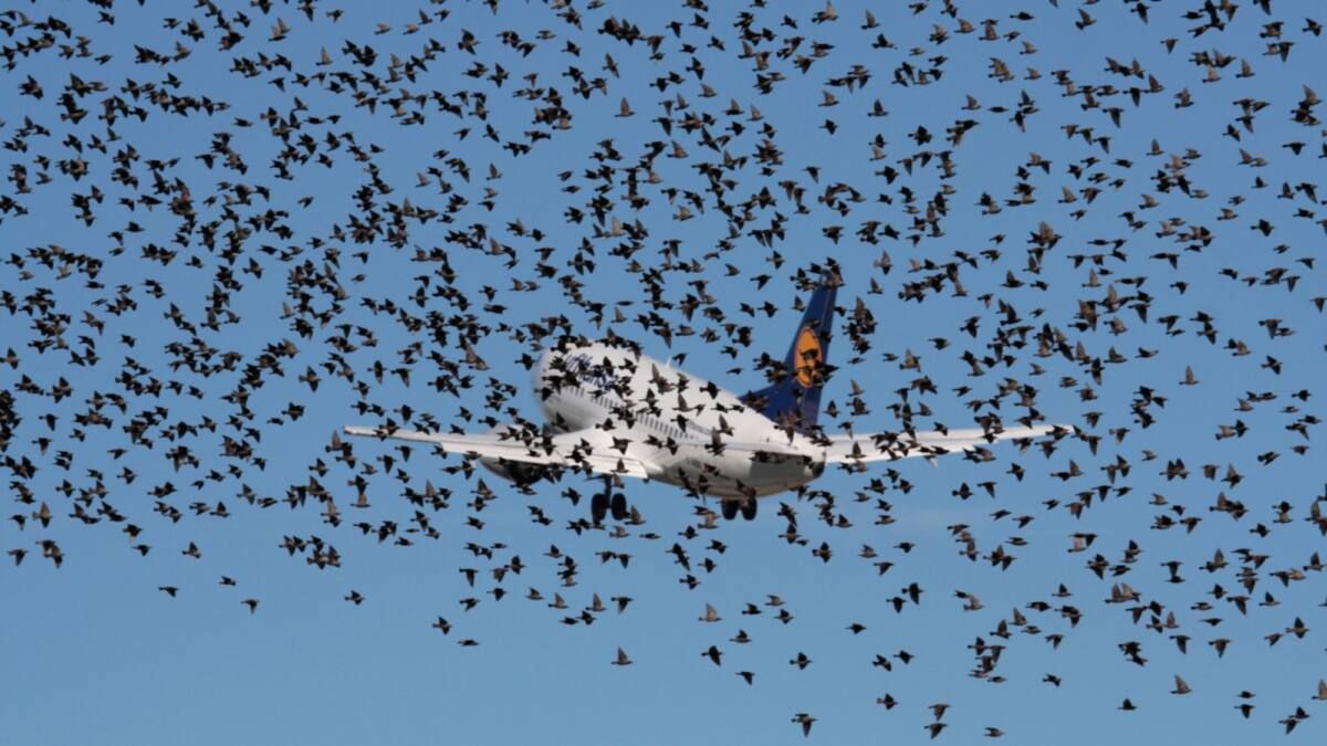 Сайлаудың қамымен ұшып бара жатқан вице-президентті құстар аспаннан жерге түсірді